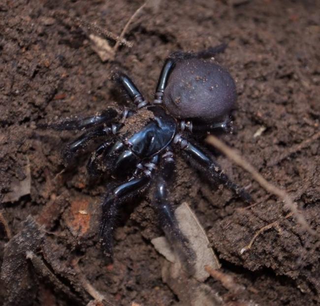 Funnel web 1