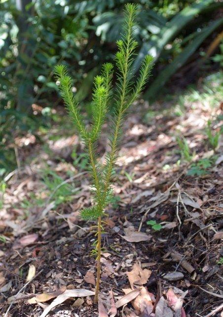 Ericifolia